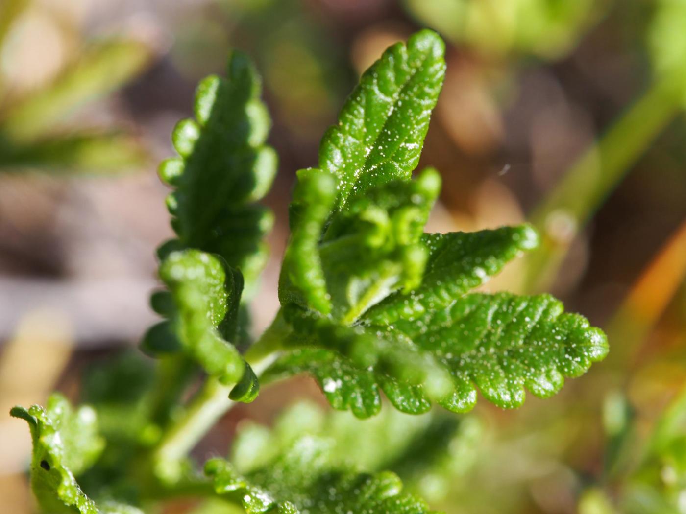 Restharrow, Pygmy leaf